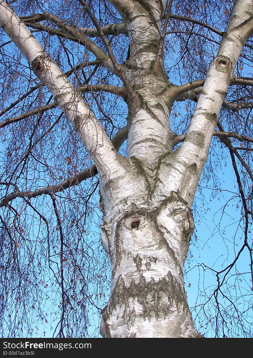 Birch tree