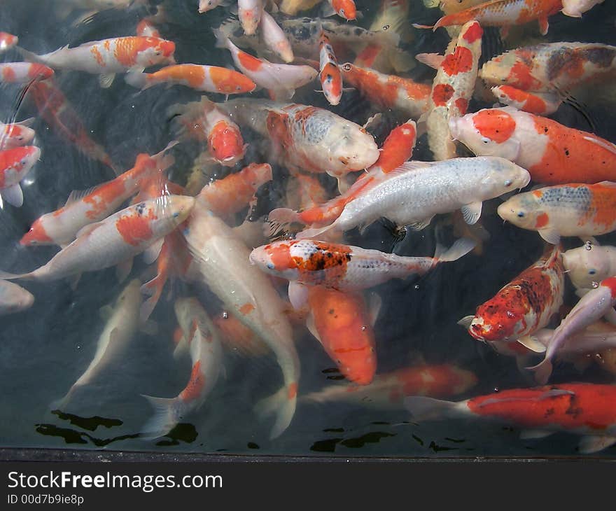 Koi Carps 3