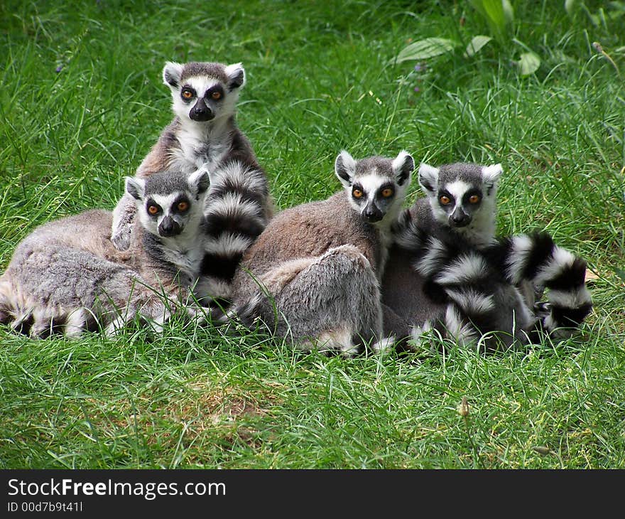 Ring-tailed lemurs