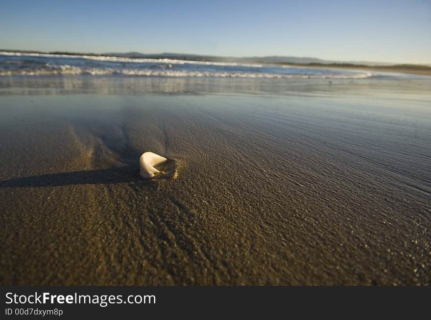 Closeup view of the shoreline with a shell in the foreground. Closeup view of the shoreline with a shell in the foreground