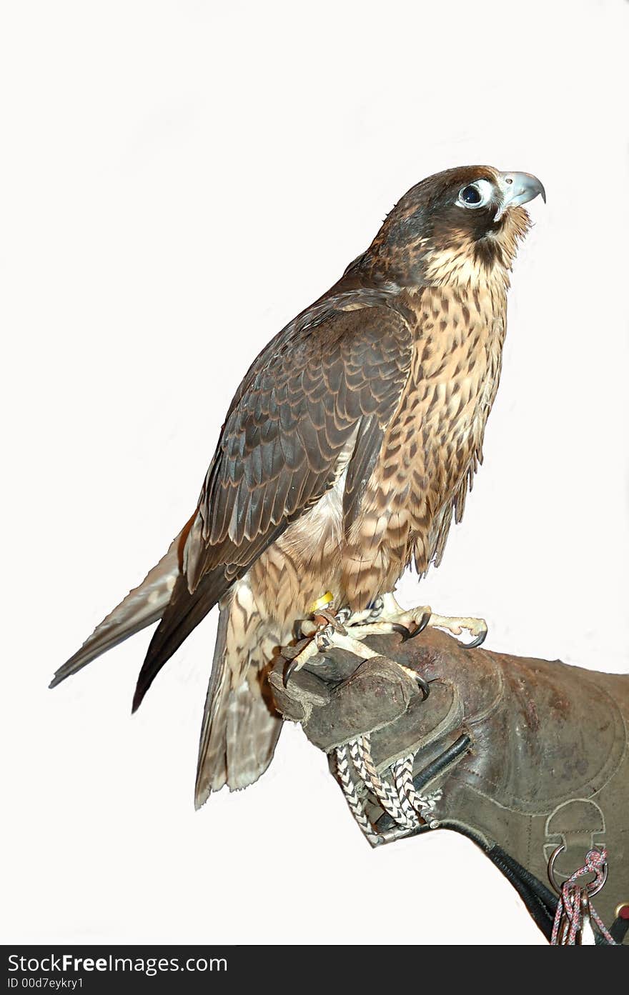 Peregrine falcon