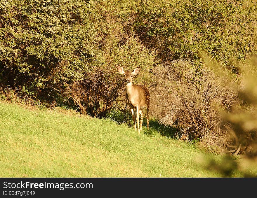 Blacktail doe looking intently at the viewer