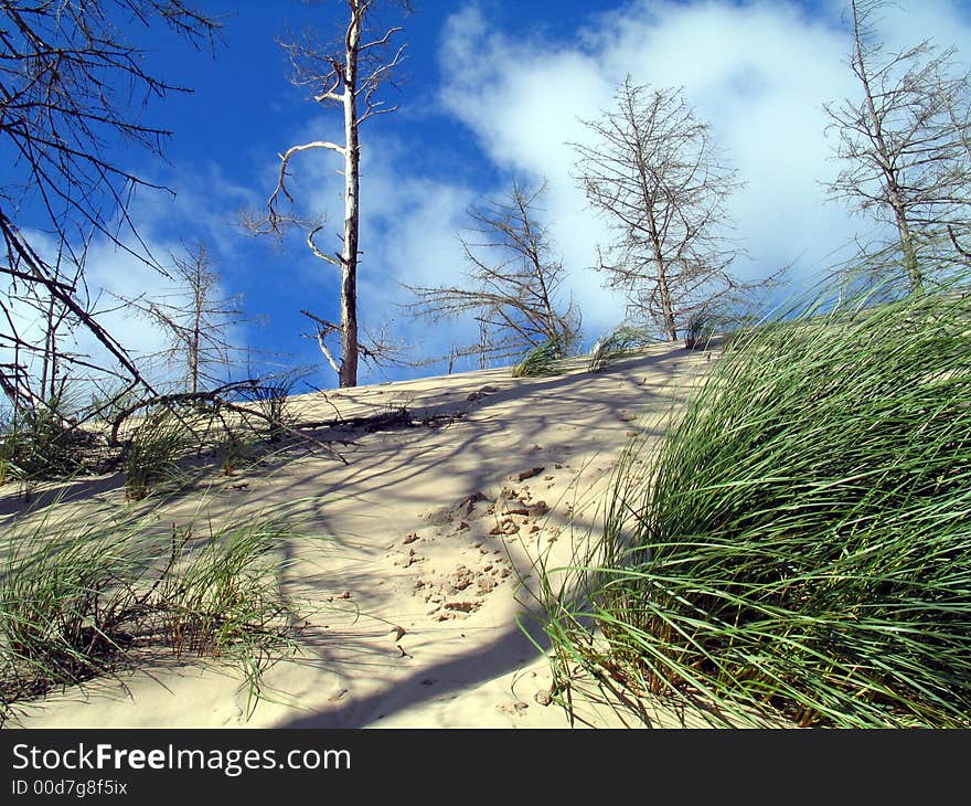 Polish dunes.