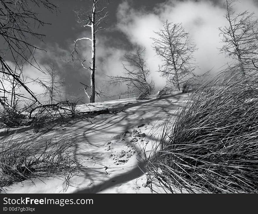 Polish dunes.