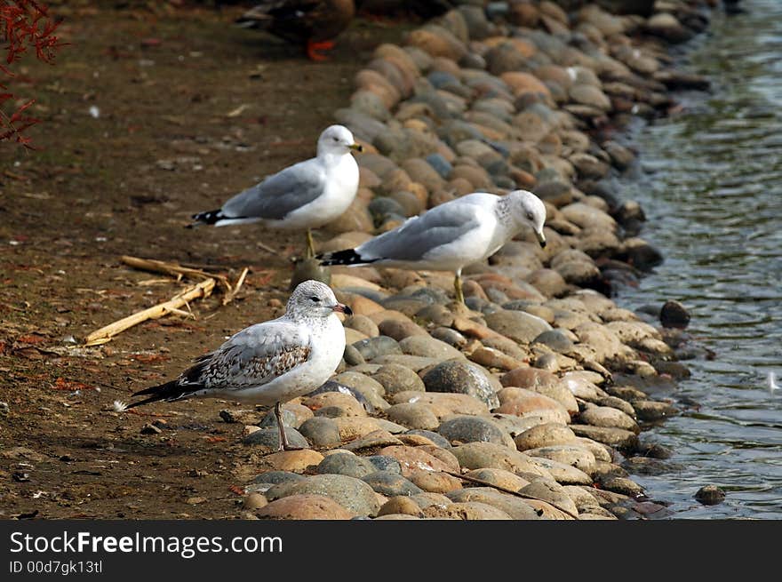 Seagulls