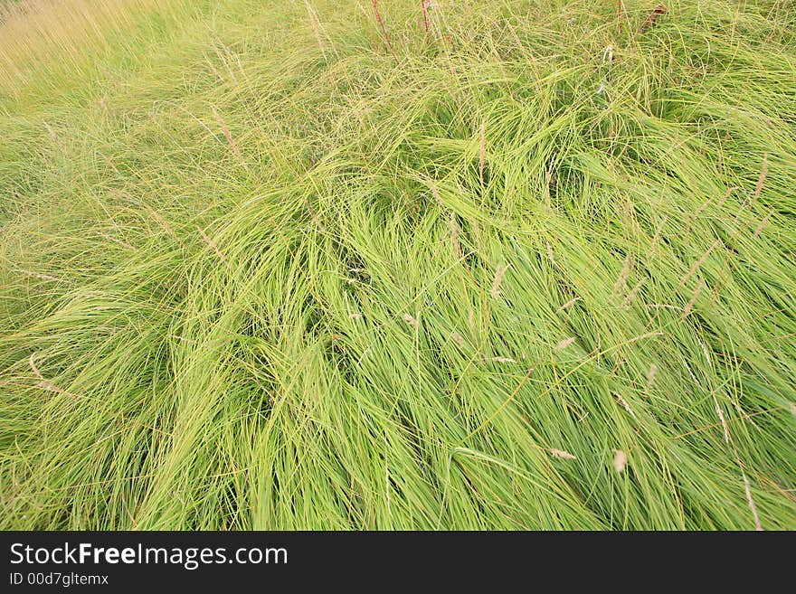 beaty ofsummer Green grass  background