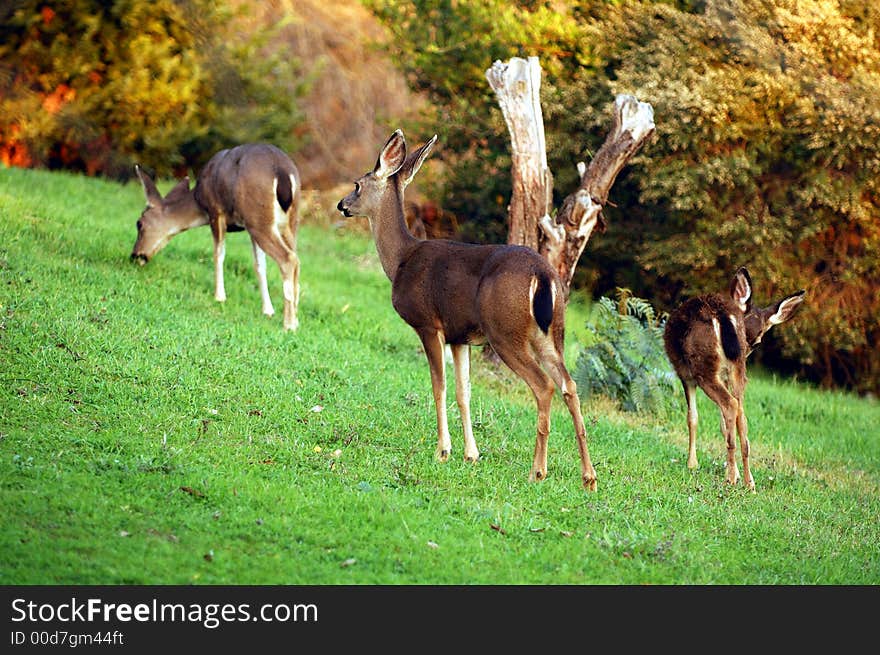 Blacktail deer herd of 3 deer grasing in an urban environment