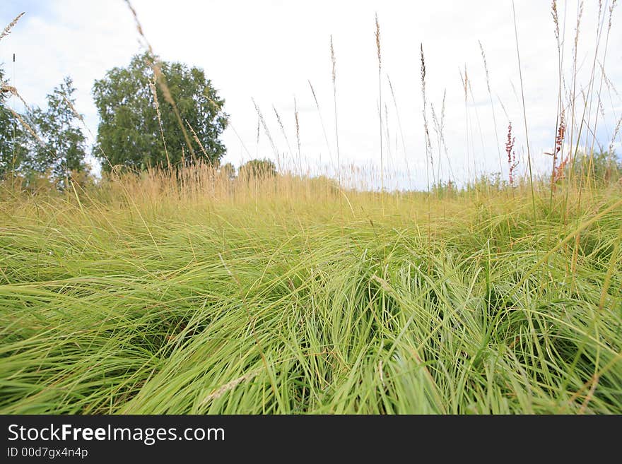 Grass And Sky