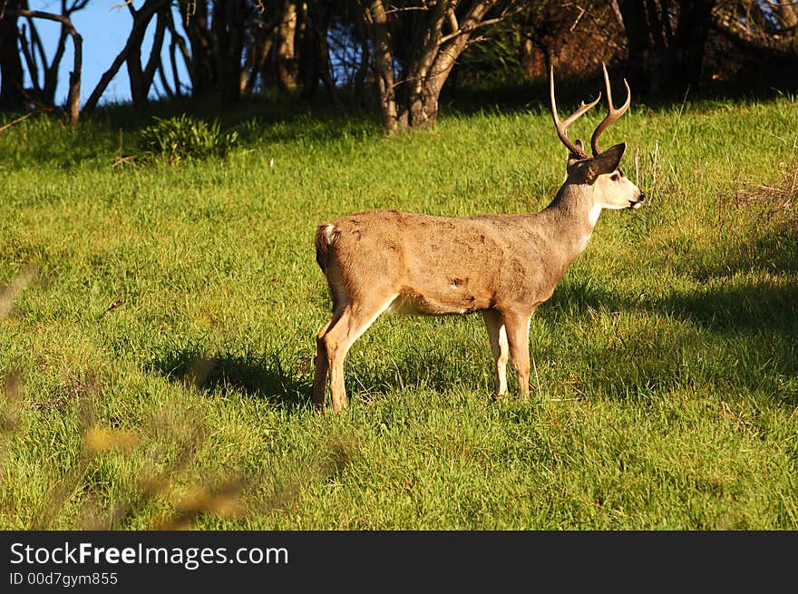 Blacktail buck standing and looking