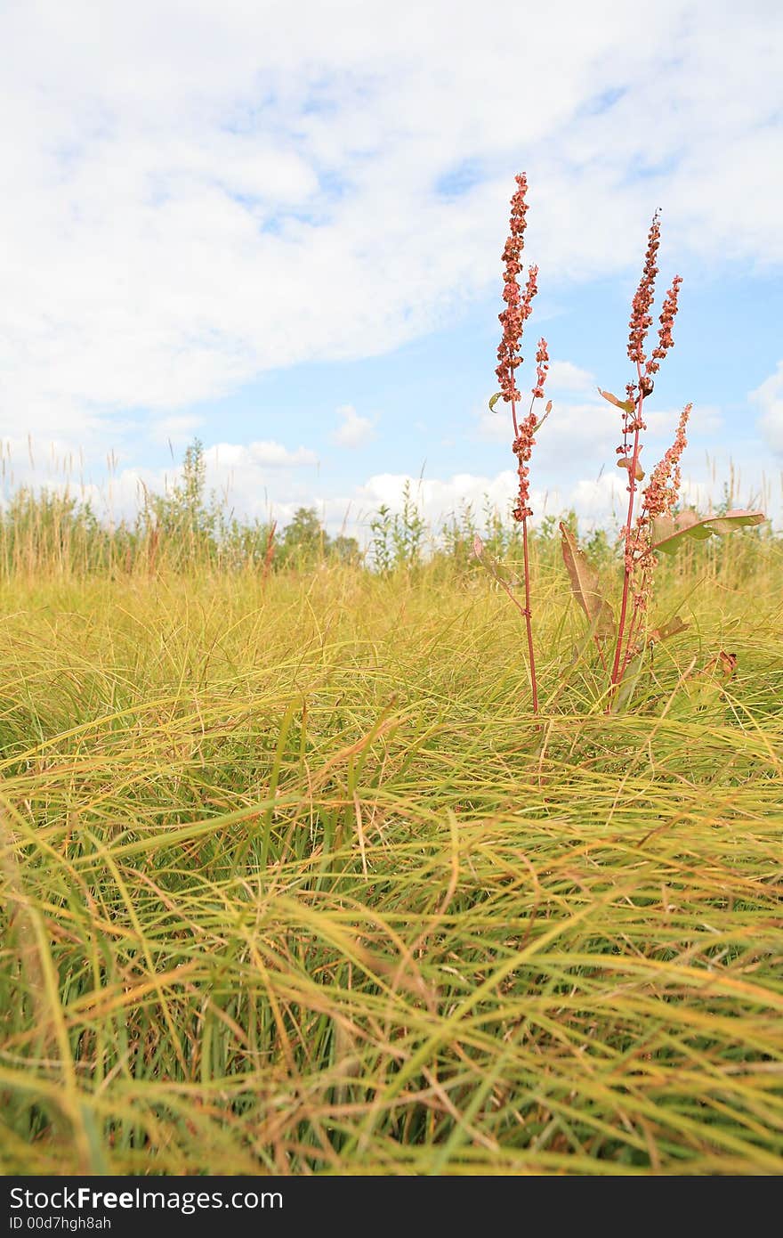 Green grass on a background of the blue sky. Green grass on a background of the blue sky