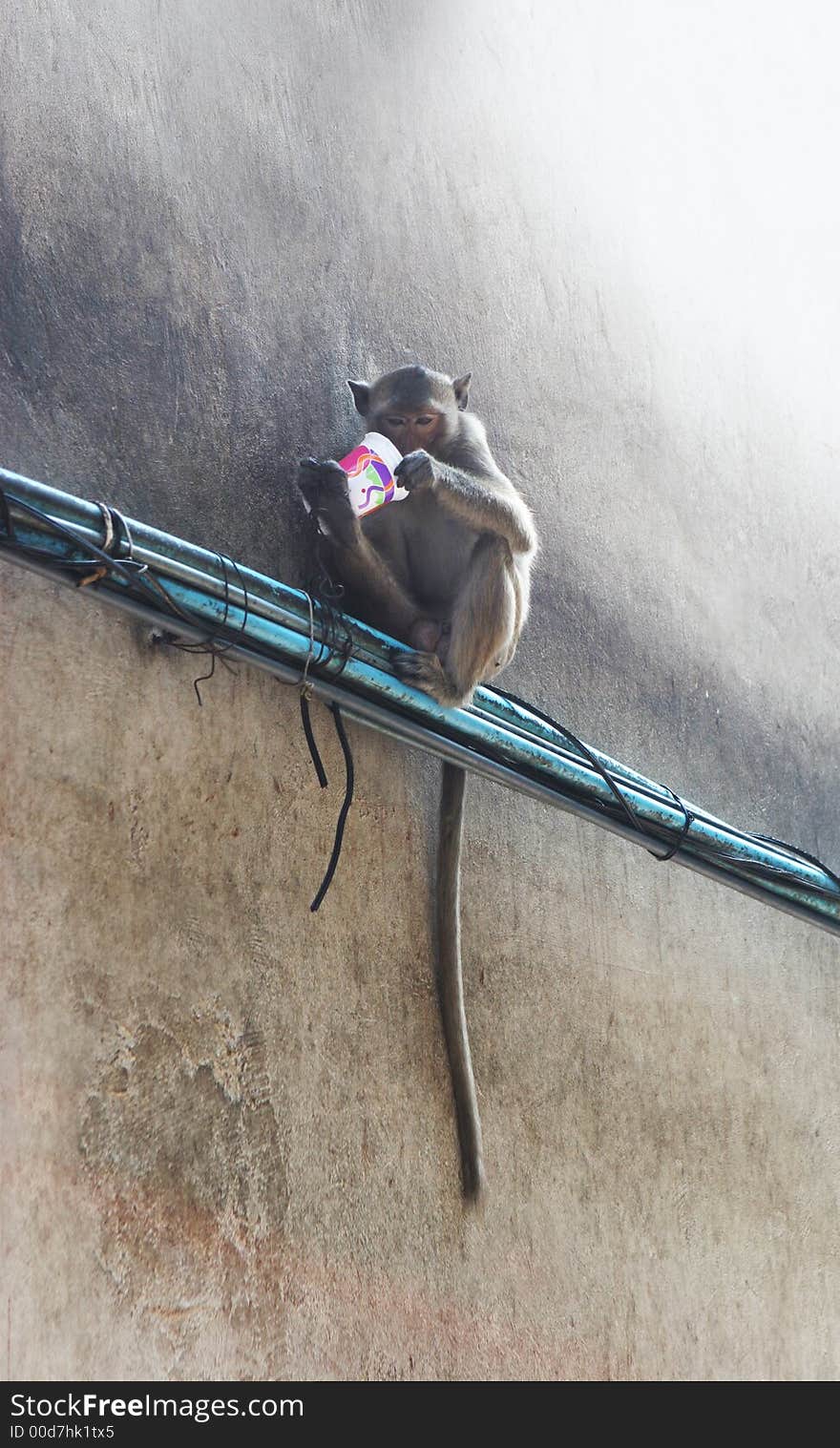 Monkey On A Wall