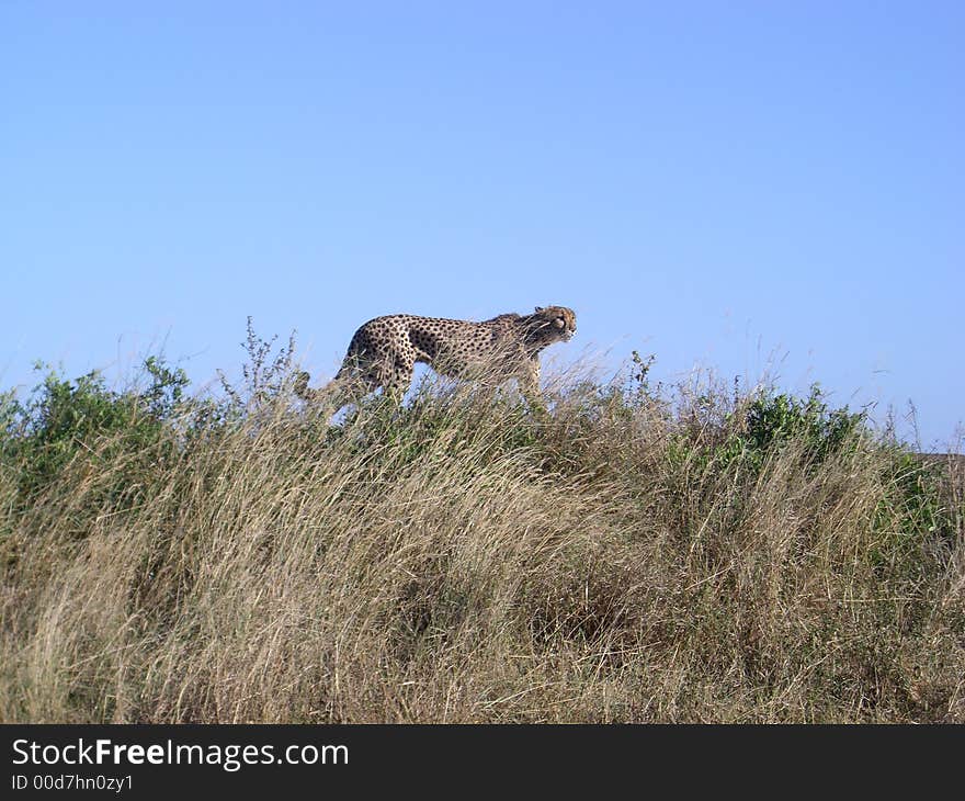 A male cheetah on the hunt for prey