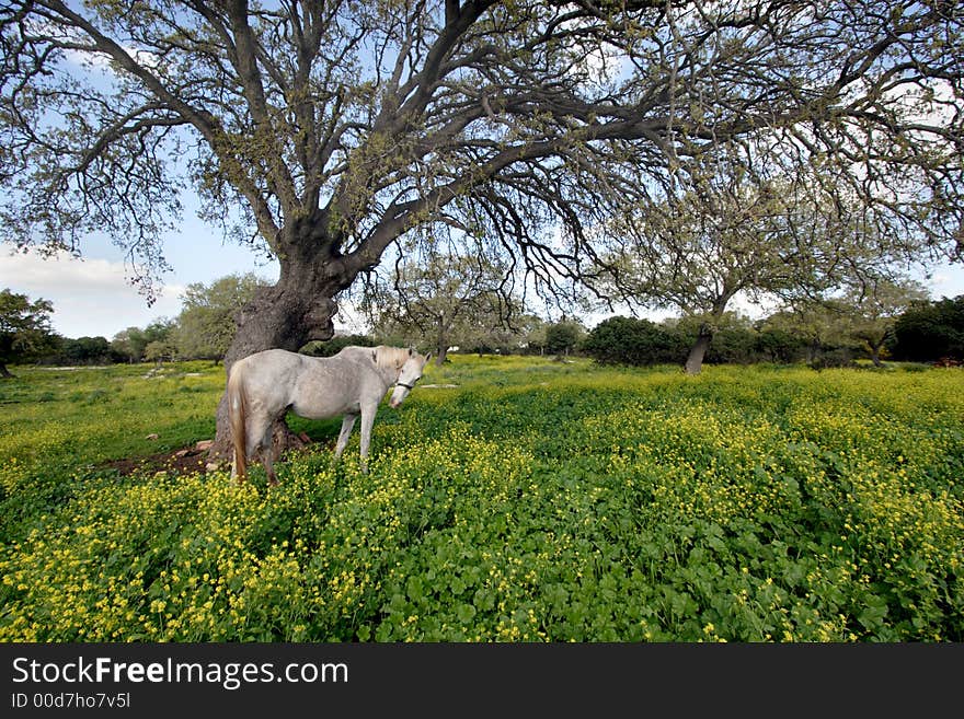 The gray horse under branchy tree