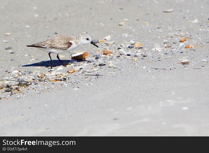 Sandpiper