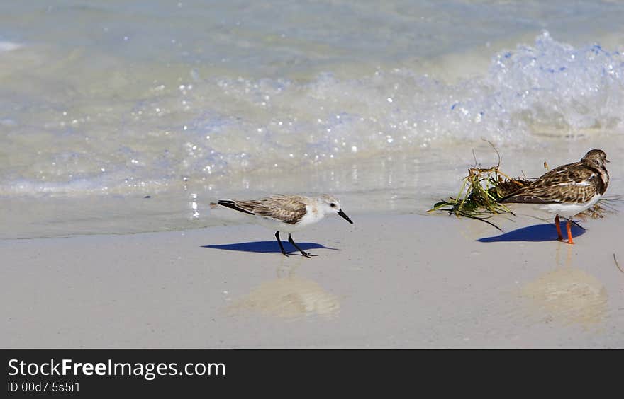 Sandpiper