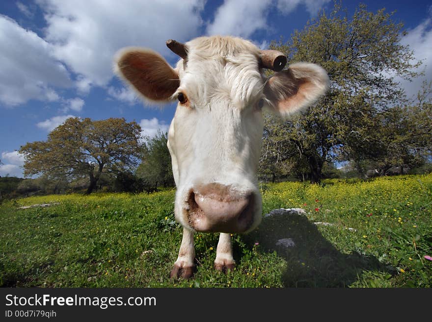 White cow standing on the meadow and staring on you. White cow standing on the meadow and staring on you