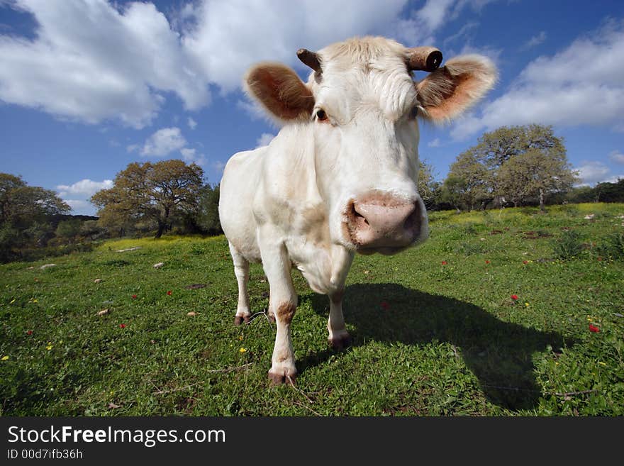 White cow standing on the meadow and staring on you. White cow standing on the meadow and staring on you