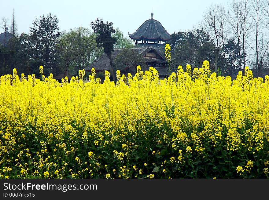 Rape field in Sichuan,west of China