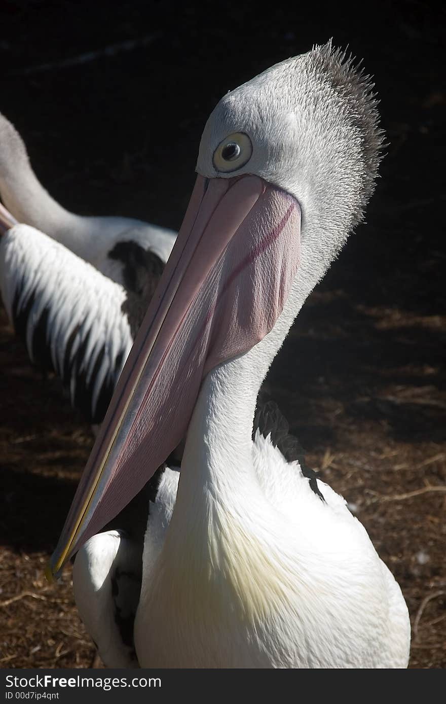 A single australian pelicans face. A single australian pelicans face