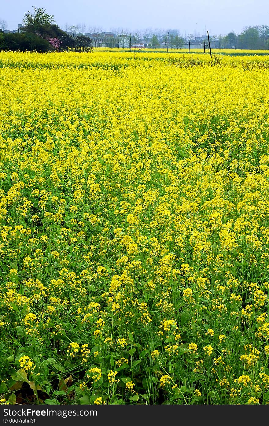 field in Sichuan,west of China. field in Sichuan,west of China