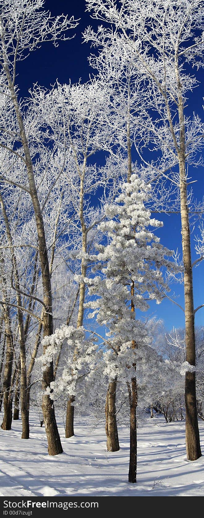 Siberian cedar,winter,hoarfrost,blue sky