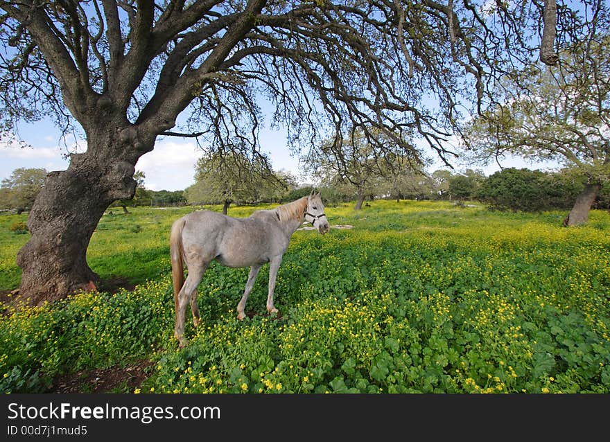 Gray horse under branchy tree