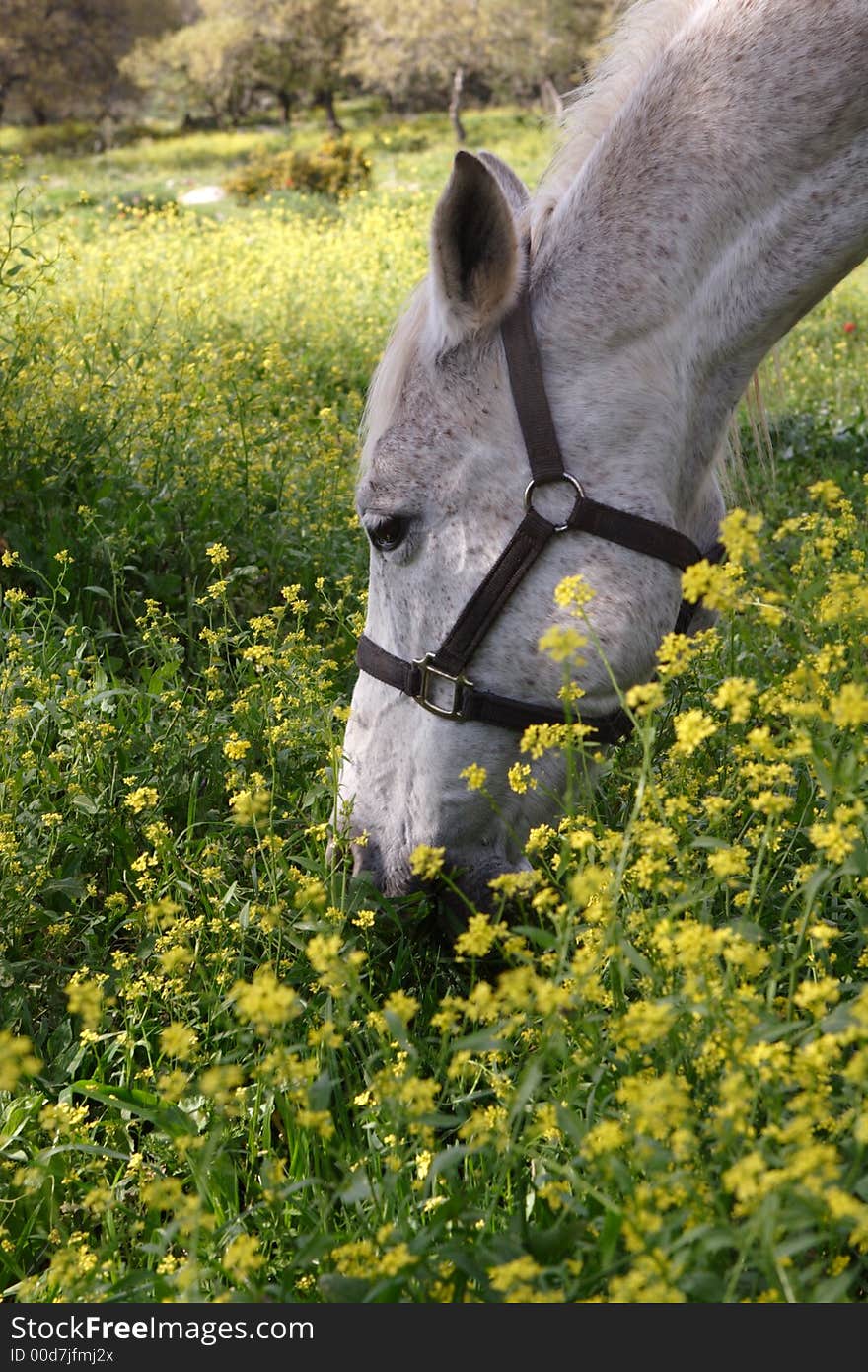 Beautiful gray horse eating the grass. Beautiful gray horse eating the grass