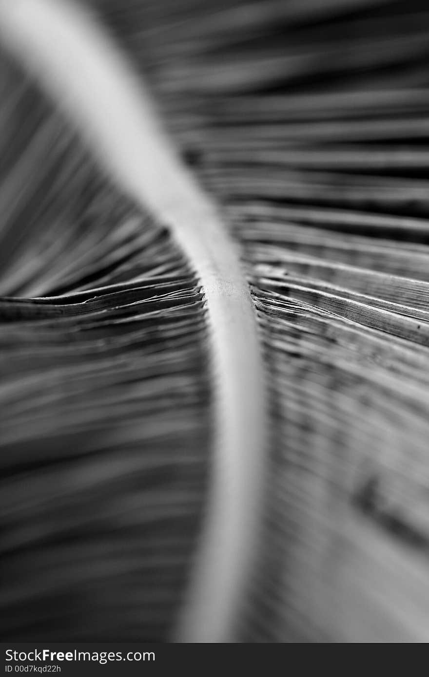 Photograph of dry palm leaf. Vanishing.