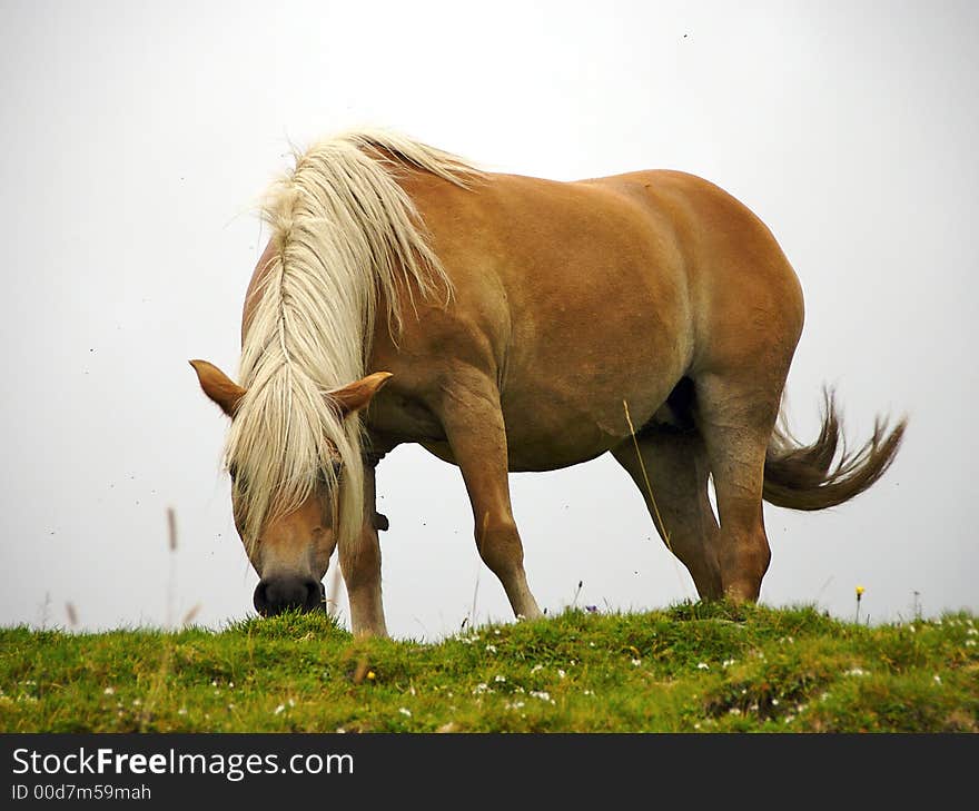 A horse that is eating in a pasture of high mountain