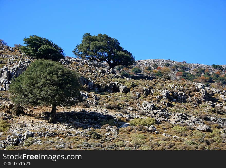 Olive trees growing at mountainside. Creete (Greece). Olive trees growing at mountainside. Creete (Greece).