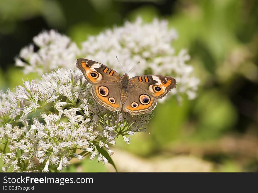 Common Buckeye Butterfly