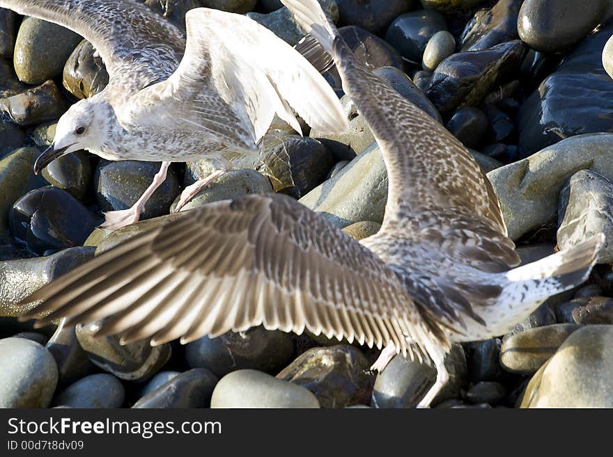 Seagulls at coastal stones. Fighting