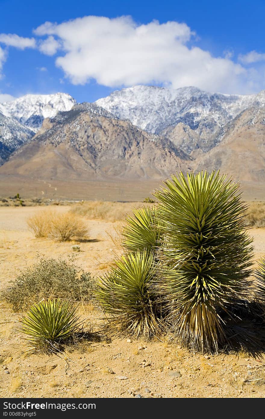 Shot of a desert plant near Death Valley with snow capped mountains in the background.