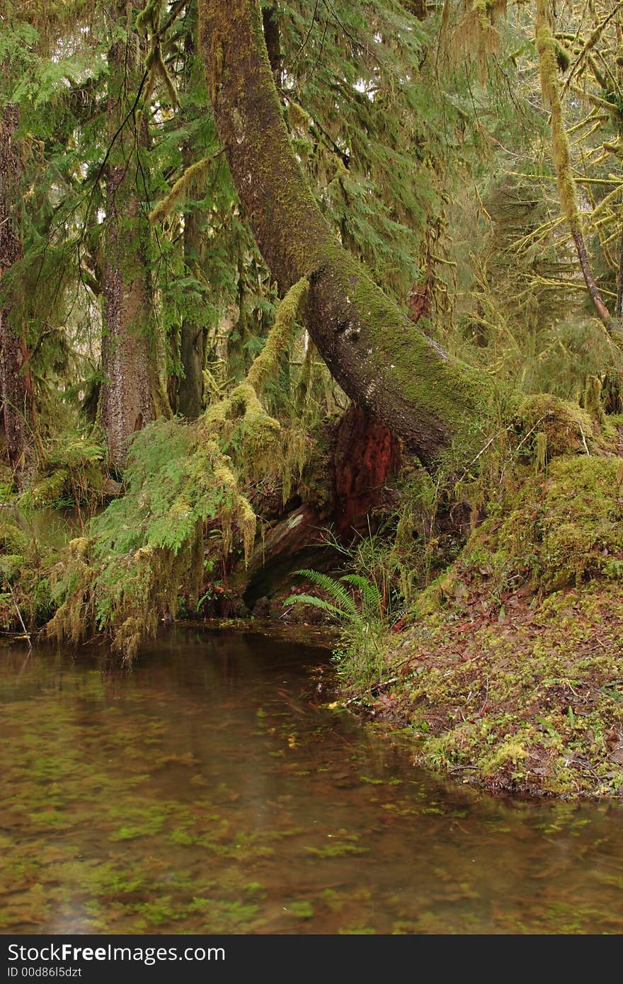 Rainforest in the Quinault area of Olympic National Park. Rainforest in the Quinault area of Olympic National Park