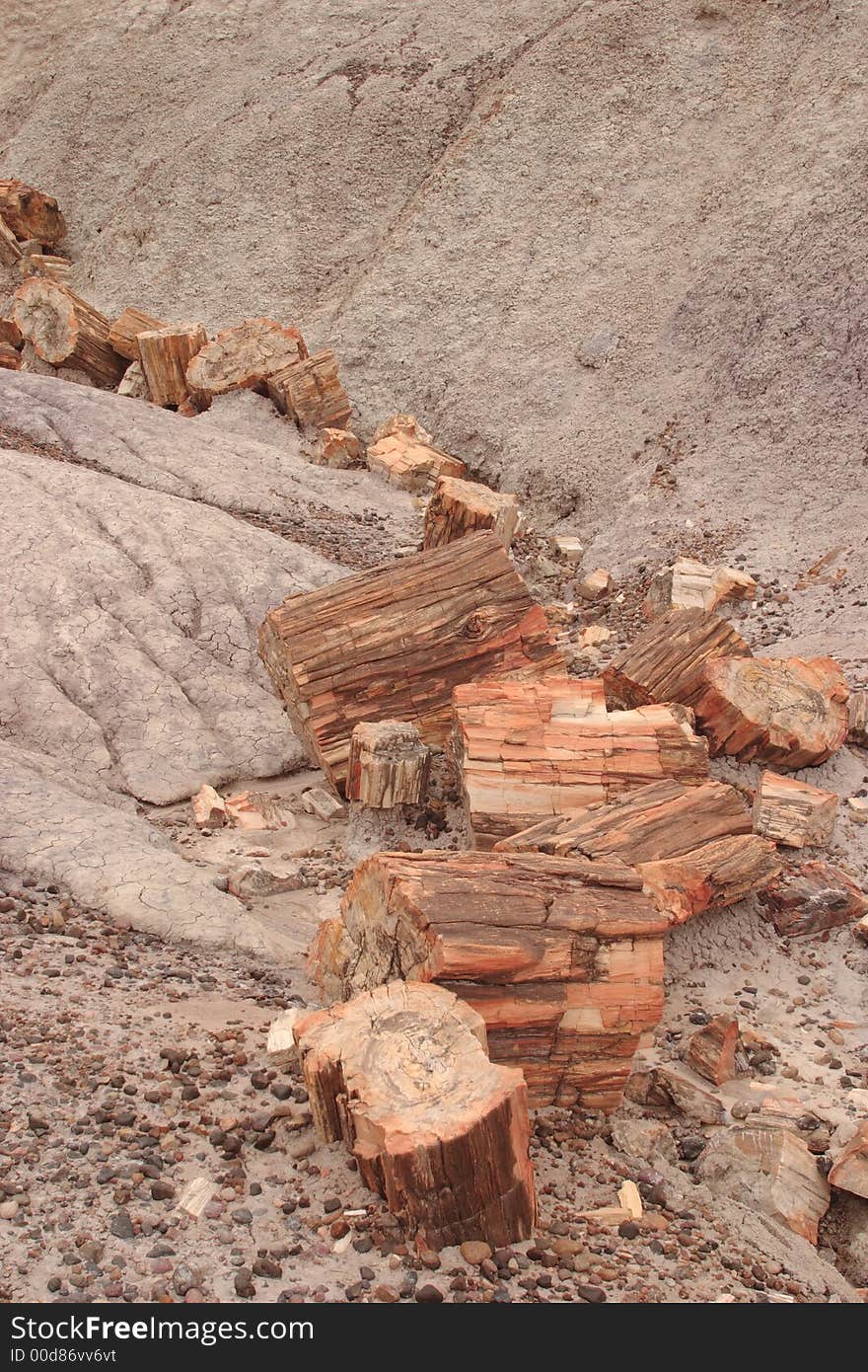 Petrified wood at Blue Mesa - Petrified Forest National Park. Petrified wood at Blue Mesa - Petrified Forest National Park