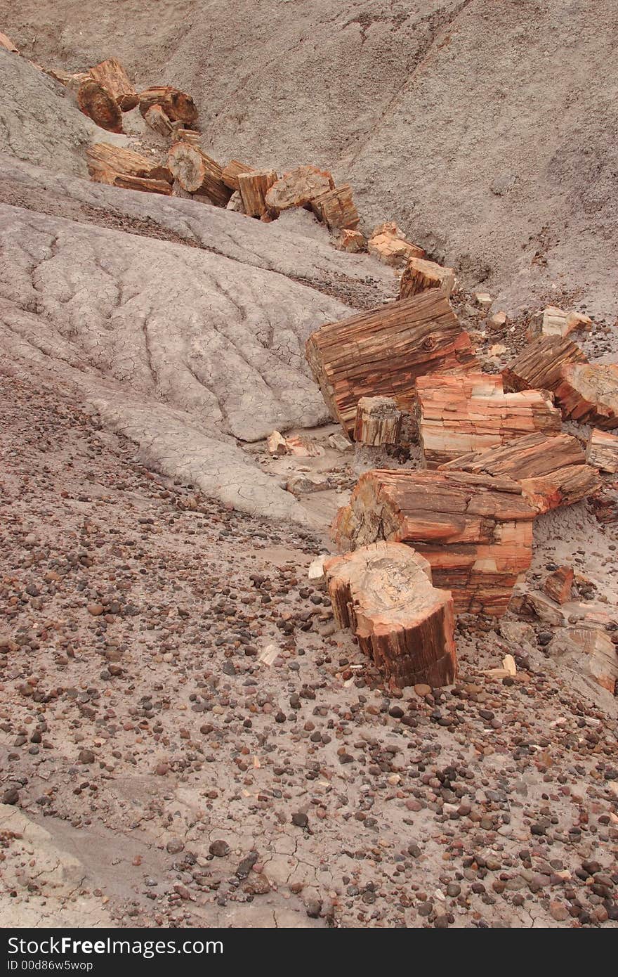 Petrified wood at Blue Mesa - Petrified Forest National Park. Petrified wood at Blue Mesa - Petrified Forest National Park