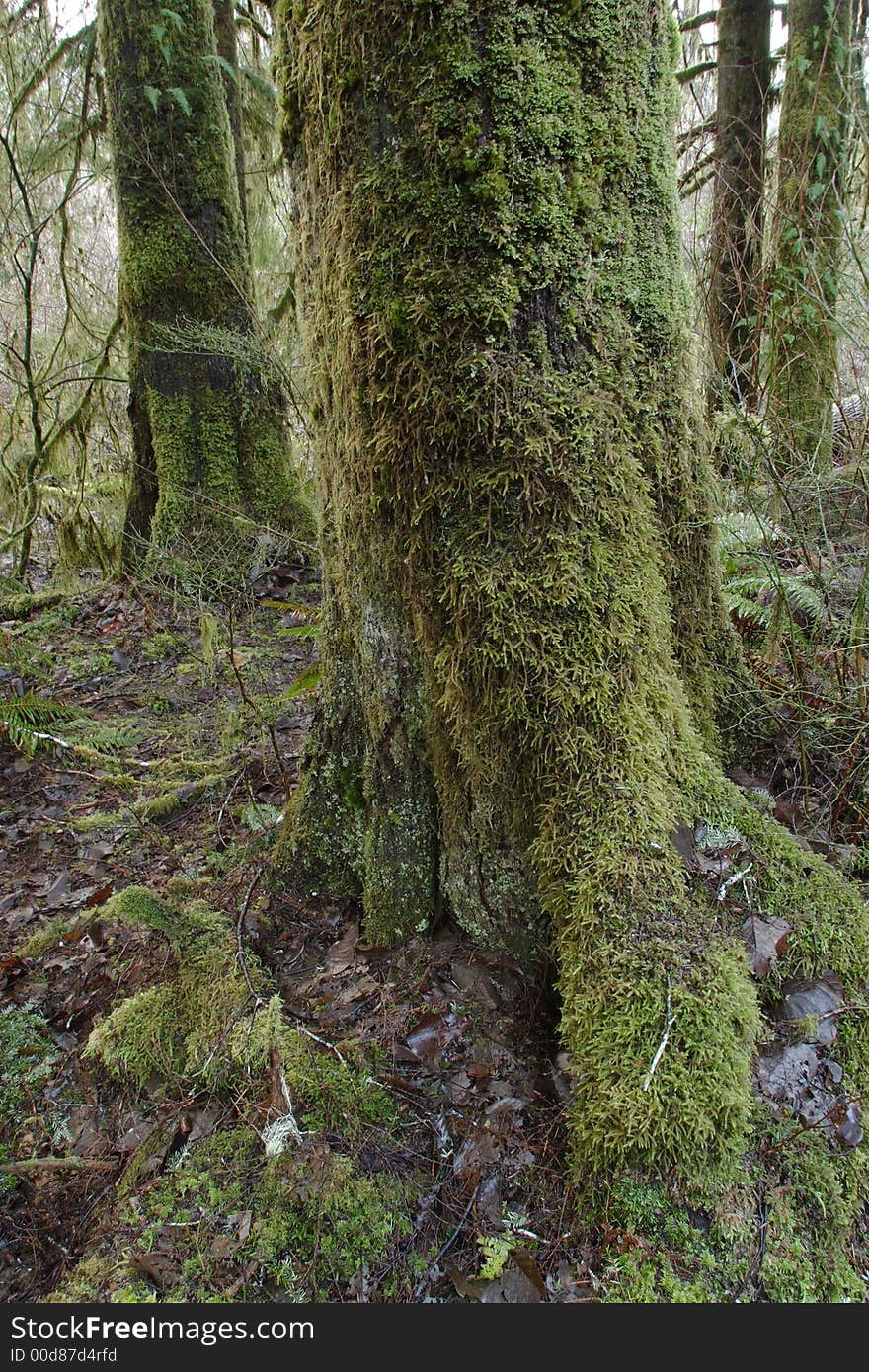 Forest scene at Bogachiel State Park