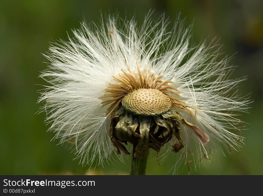 Bald coltsfoot