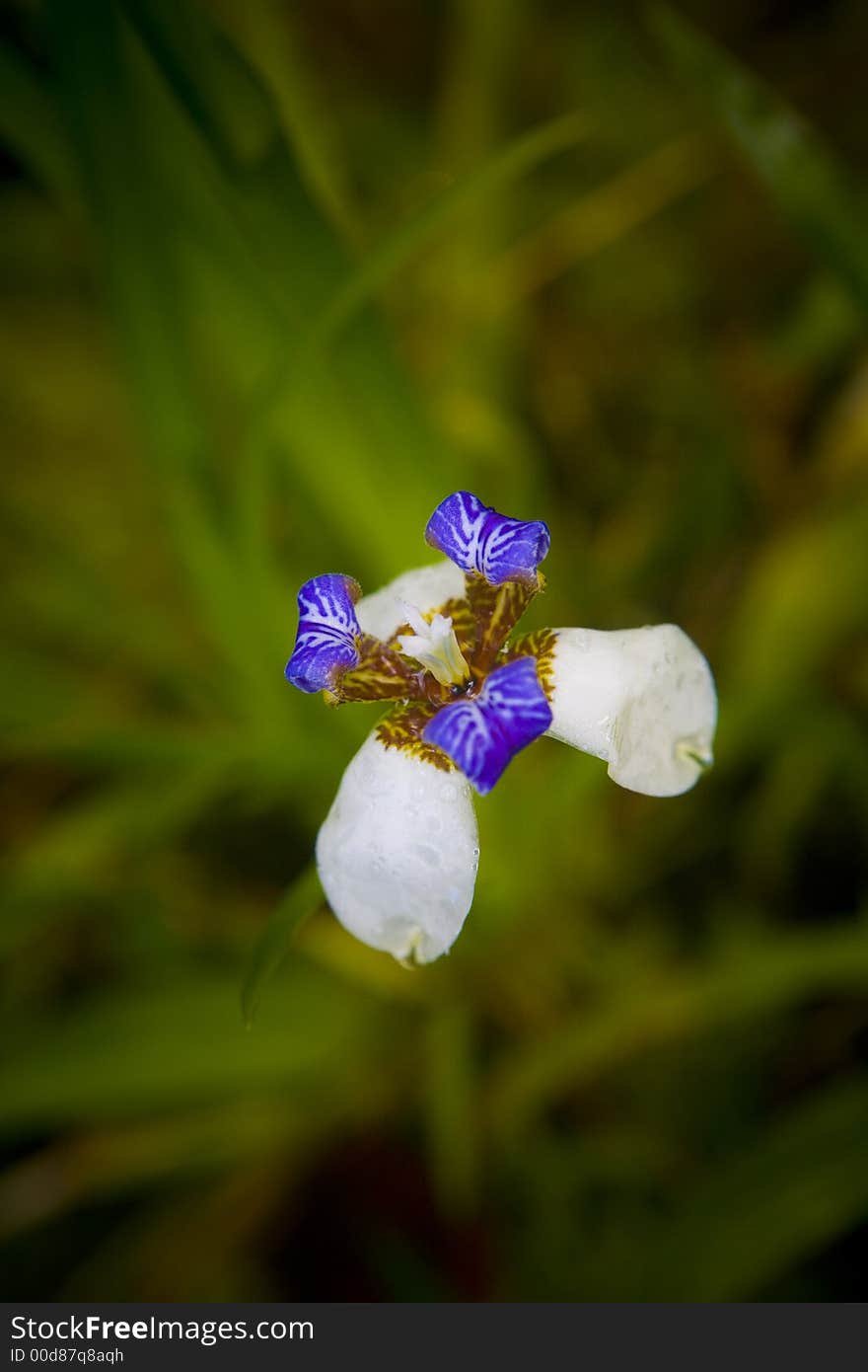 Unique tropical flower found in Hawaii.