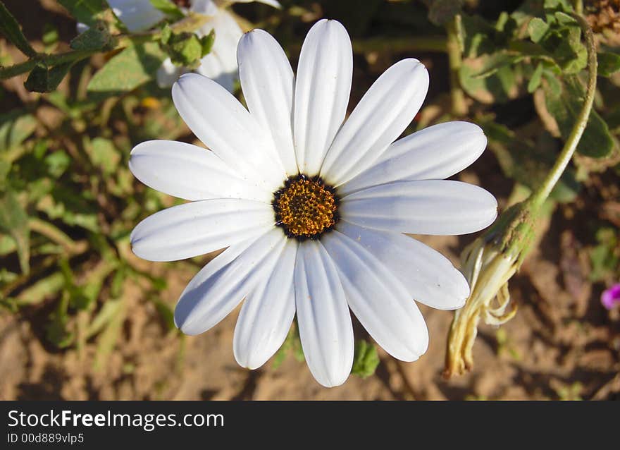 White Flower