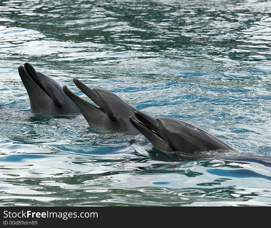 Dolphins