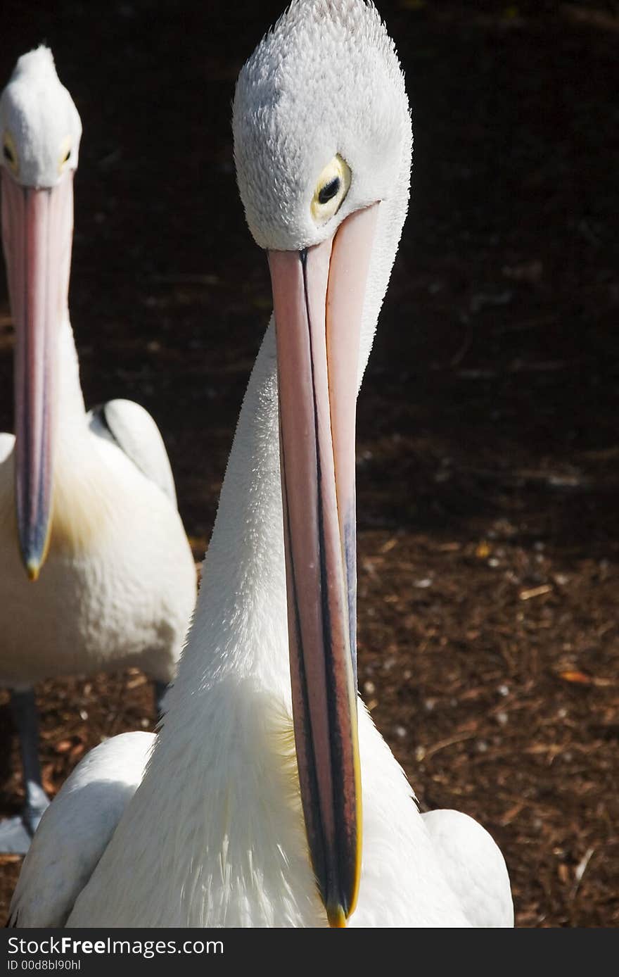 Pelican Face S