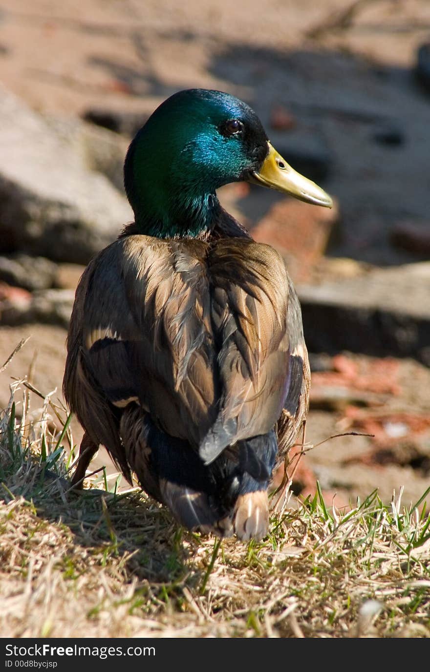 The duck brightly shined by the spring sun. The duck brightly shined by the spring sun