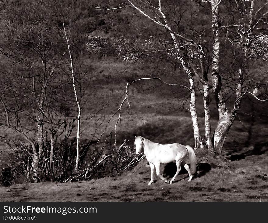 Wild horses in the forest. Wild horses in the forest