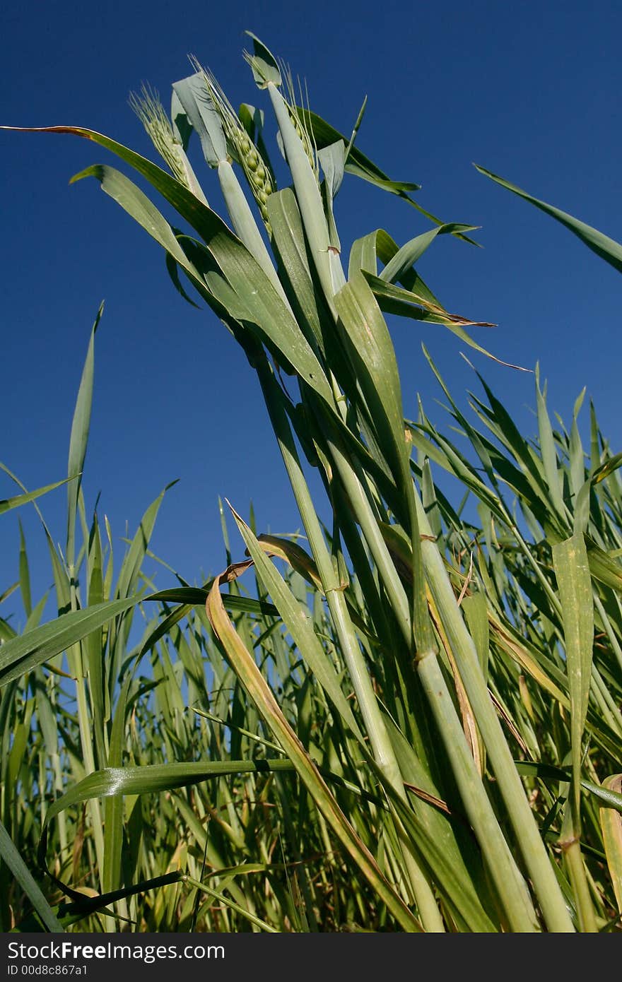 Wheat Field