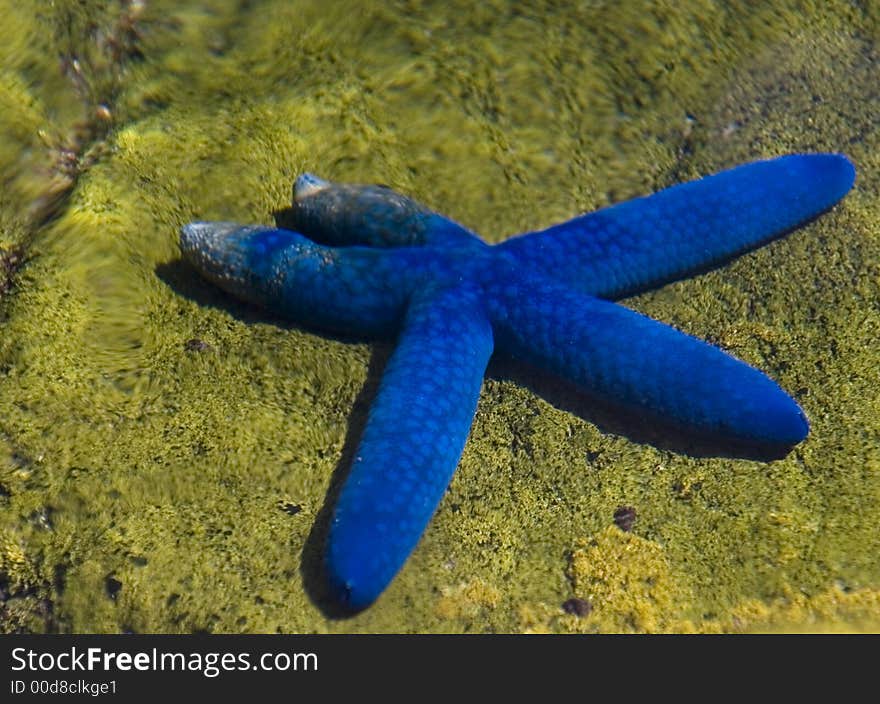 Blue starfish