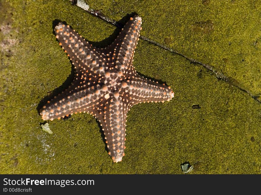 Brown starfish