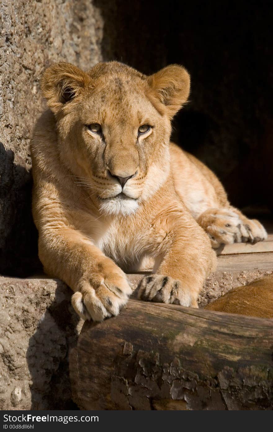 Lioness relaxing in the sun