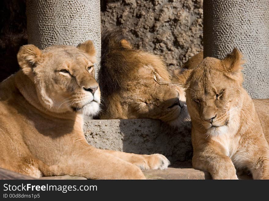 Three lions enjoying the sun. Three lions enjoying the sun