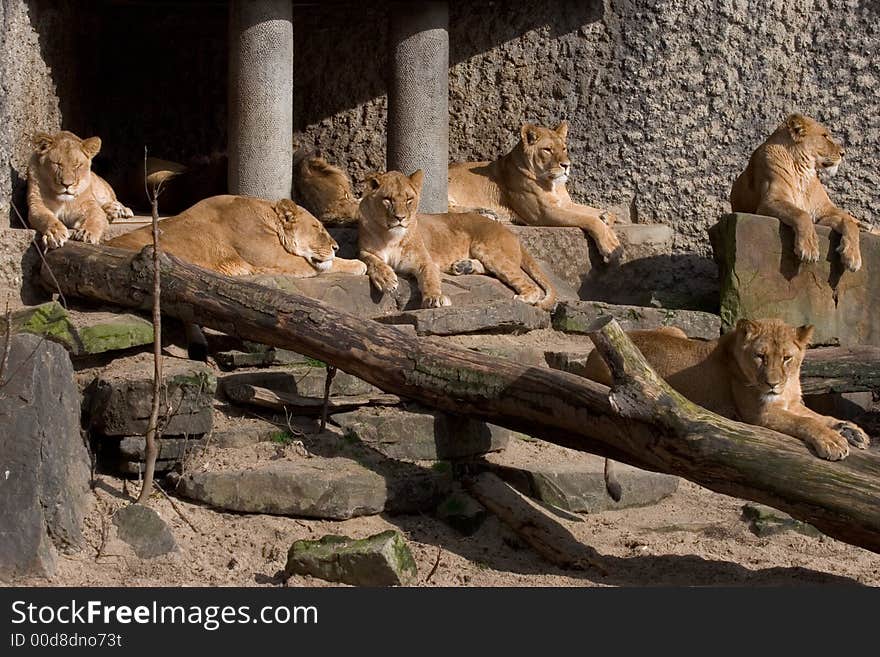 Lion family sunbathing and relaxing. Lion family sunbathing and relaxing